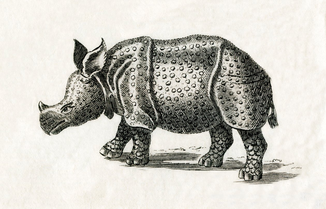 Indisk noshörning, eller större enhornig noshörning, Rhinoceros unicornis, från ett 1700-talstryck (gravyr) av English School