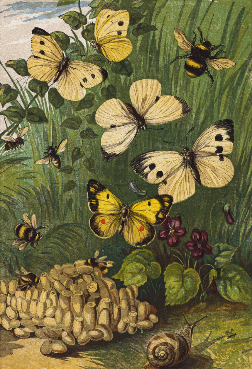 Insekter (färglitografi) av English School