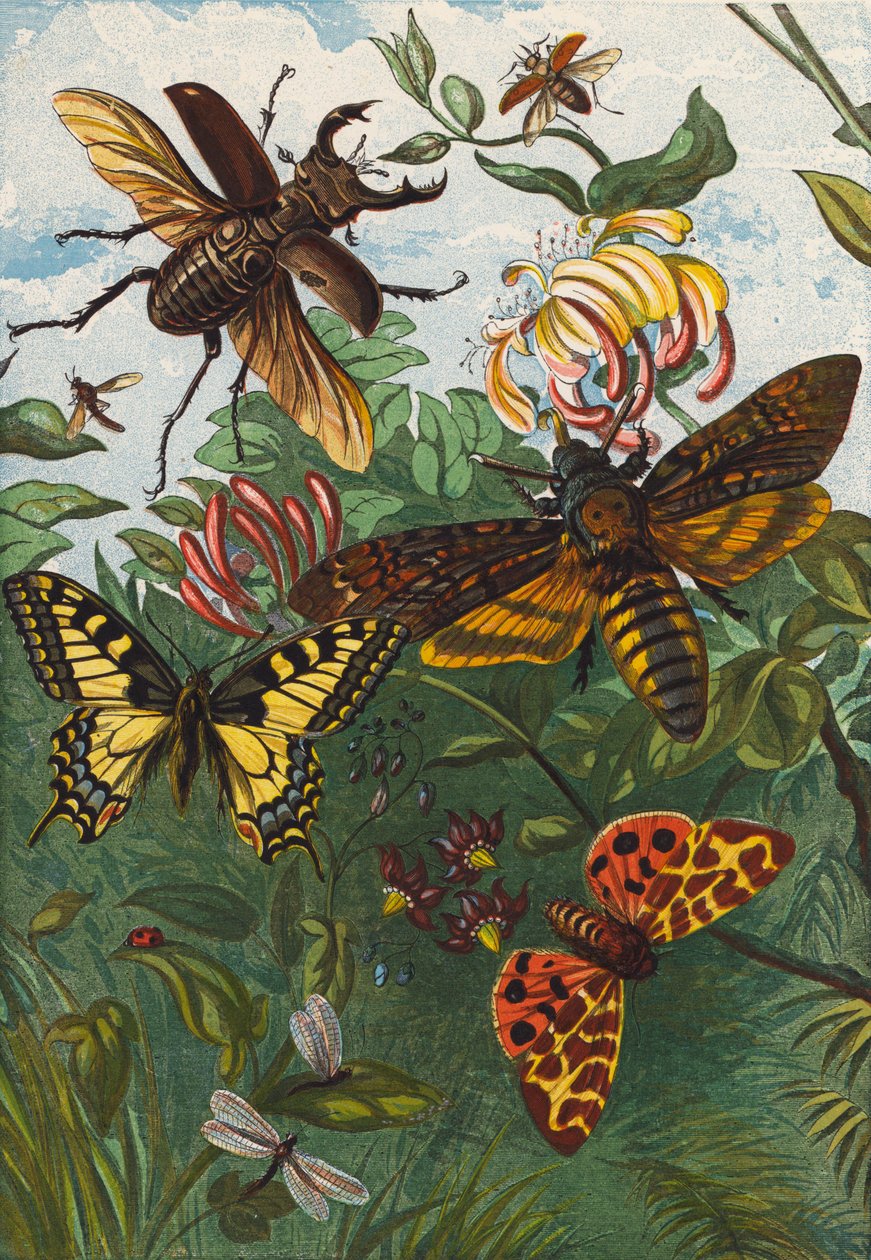 Insekter (färglitografi) av English School