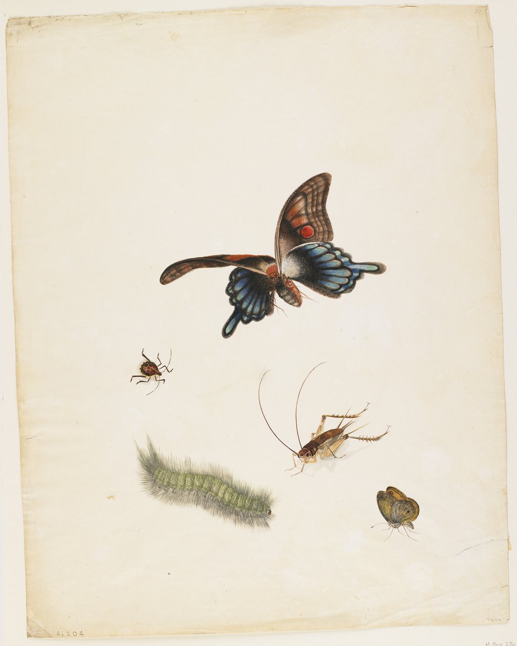 Insekter, ca 1805 (svart bläck, wc & grafit på papper) av English School