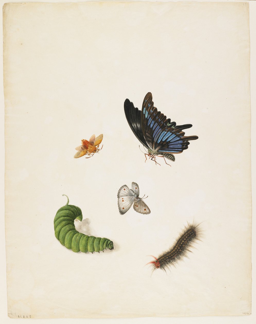 Insekter, ca 1805 (svart bläck & wc på papper) av English School