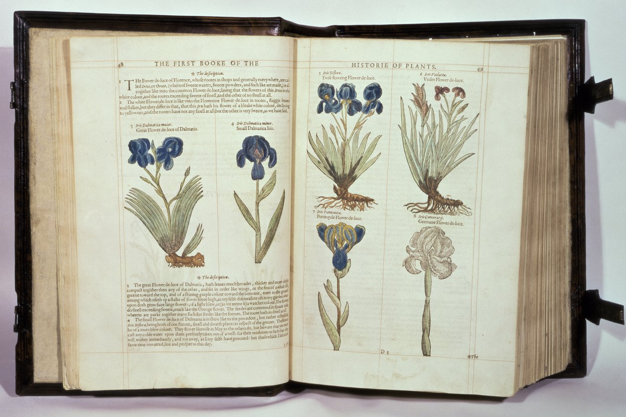 Iris (Flowers de-luce), sex sorter från "The First Booke of the Historie of Plants" av John Gerard, publicerad 1597 av English School