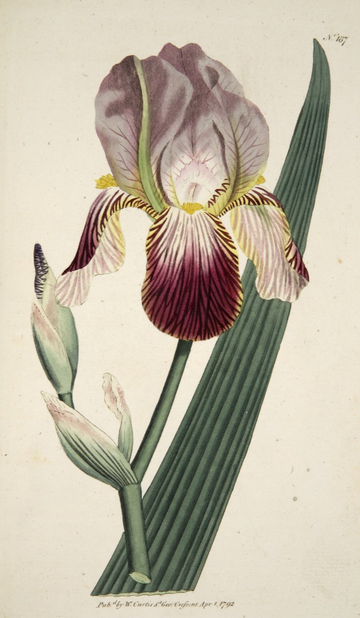 Iris Sambucina (Elder Scented Iris), från The Botanical Magazine eller Flower Garden Displayed, pub. 1792 (handfärgad gravyr) av English School