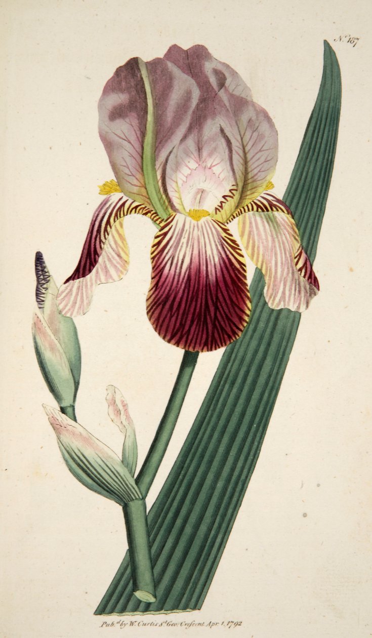 Iris Sambucina Elder Scented Iris, pub. 1792 handfärgad gravyr. av English School