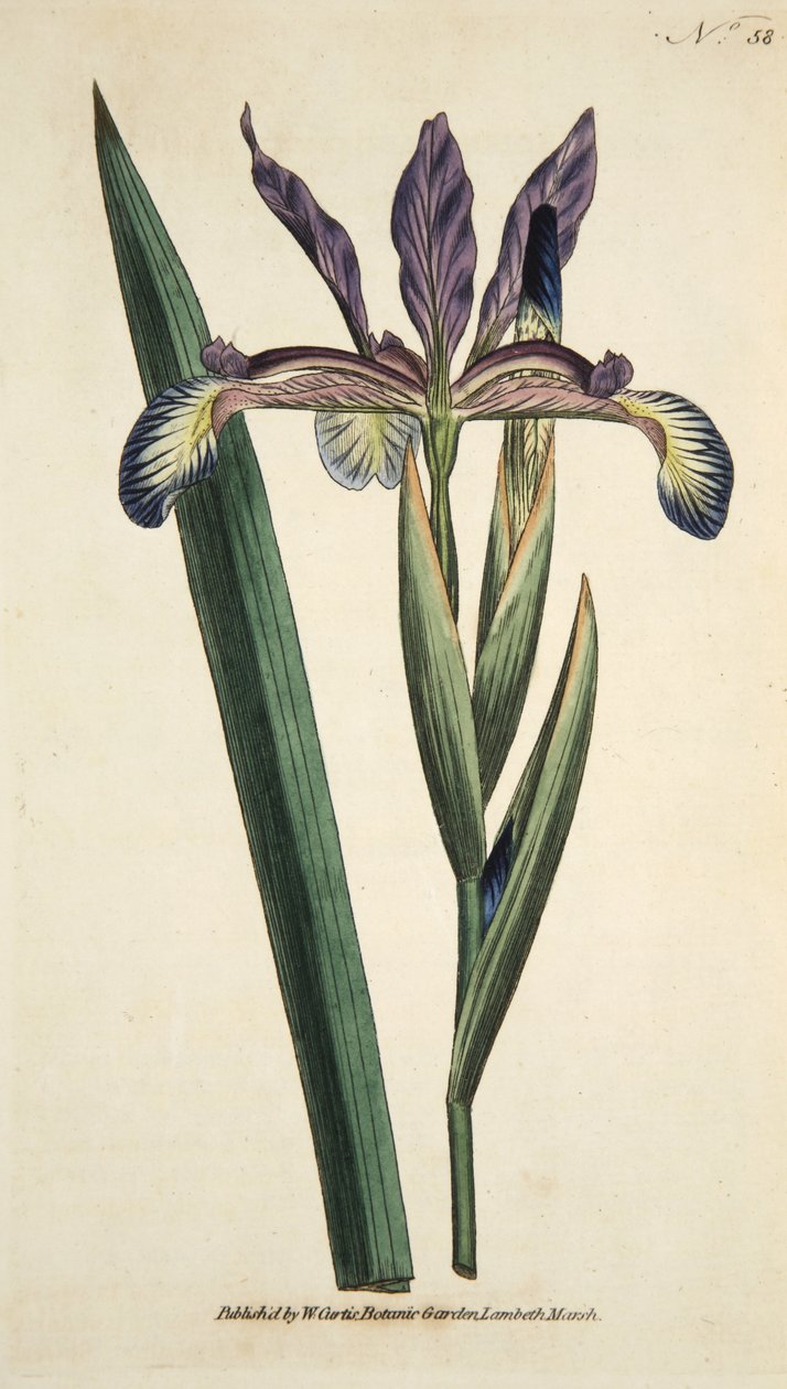 Iris Spuria (Spurious Iris), från The Botanical Magazine eller Flower Garden Displayed, pub. 1790 (handfärgad gravyr) av English School
