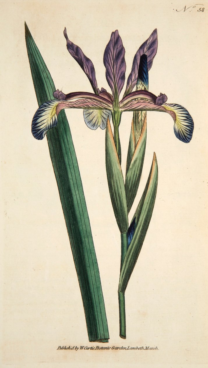 Iris Spuria Spurios Iris, pub. 1790 handfärgad gravyr. av English School