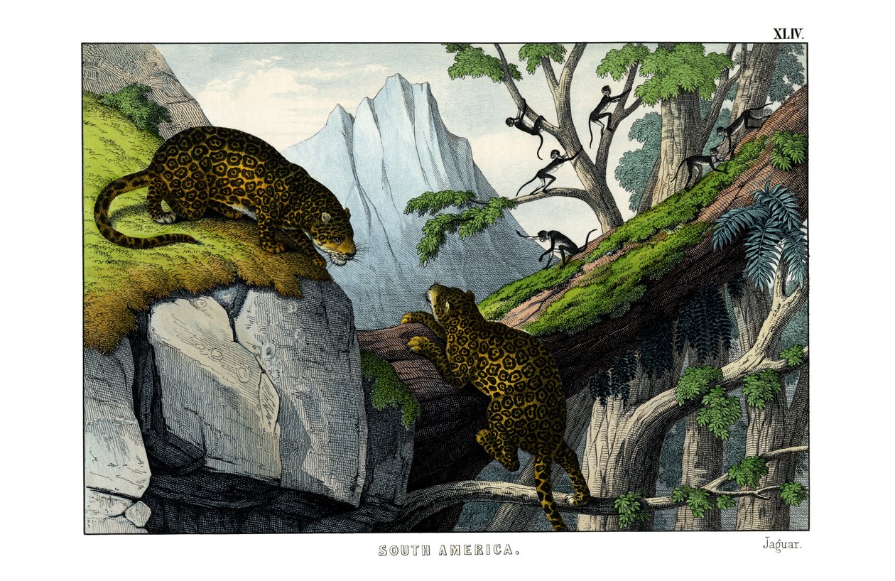 Jaguar av English School