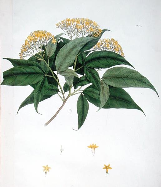 Jasminum Heterophyllum (färg litho) av English School