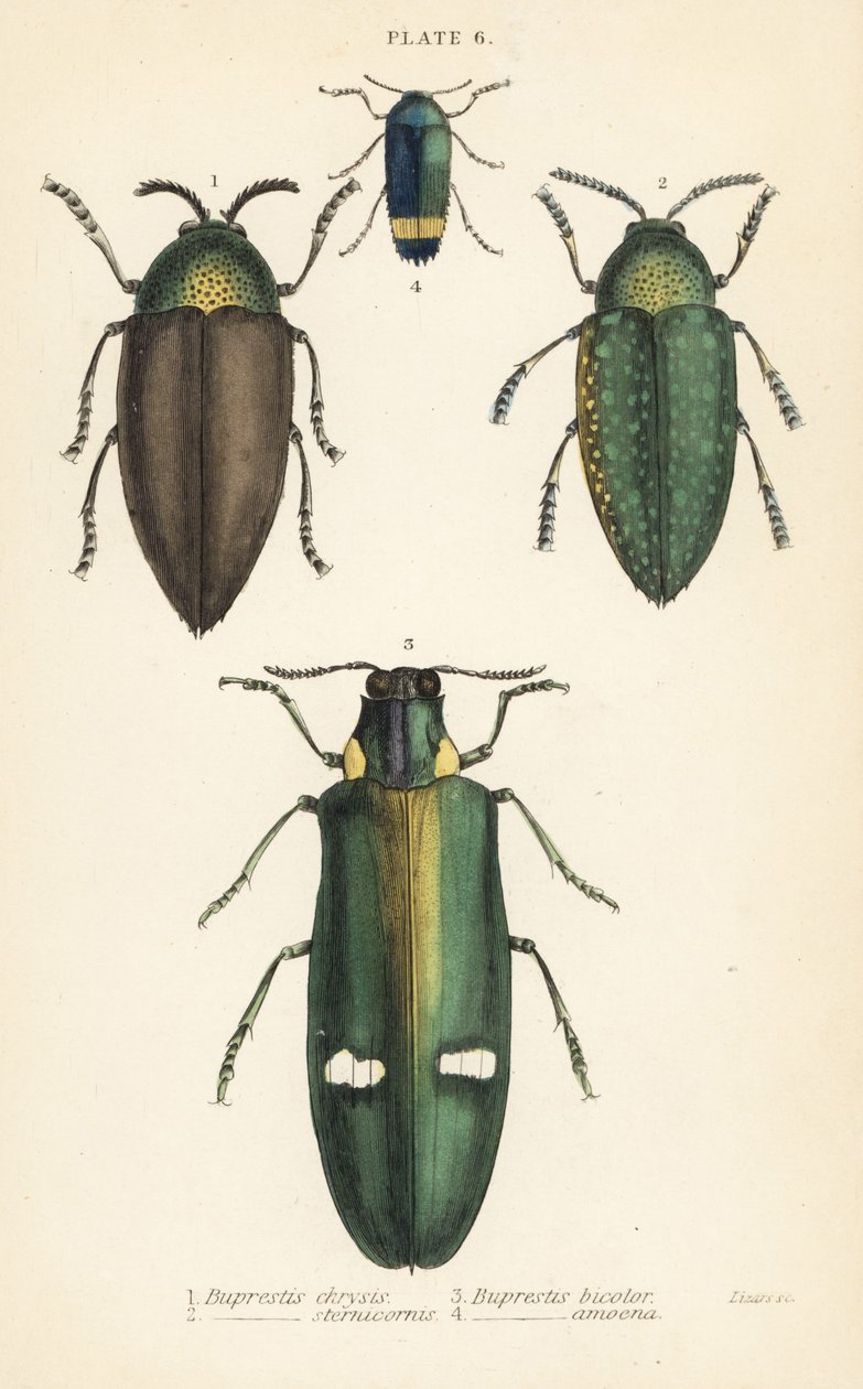 Juvelbaggar: Buprestis chrysis 1, Buprestis sternicornis 2 av English School