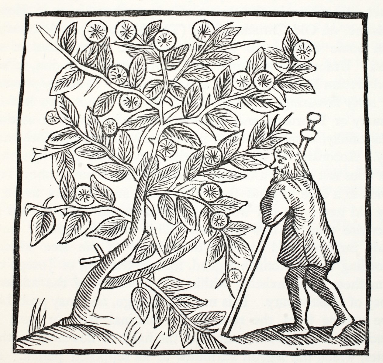 Joseph of Arimathea and the Glastonbury Thorn, illustration från Chap-books of the Eighteenth Century av John Ashton, pub. 1882 av English School