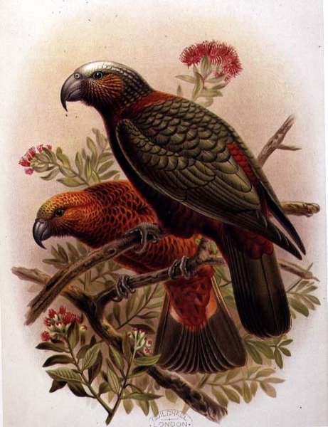 Kaka Papegoja och Variety Kaka-Kura från 