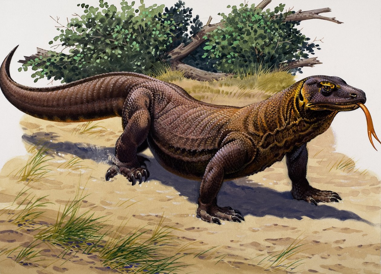 Komodovaran (gouache på papper) av English School