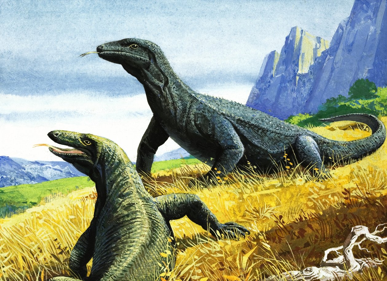 Komodovaran (gouache på papper) av English School