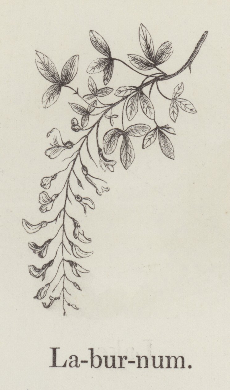 Laburnum (gravyr) av English School