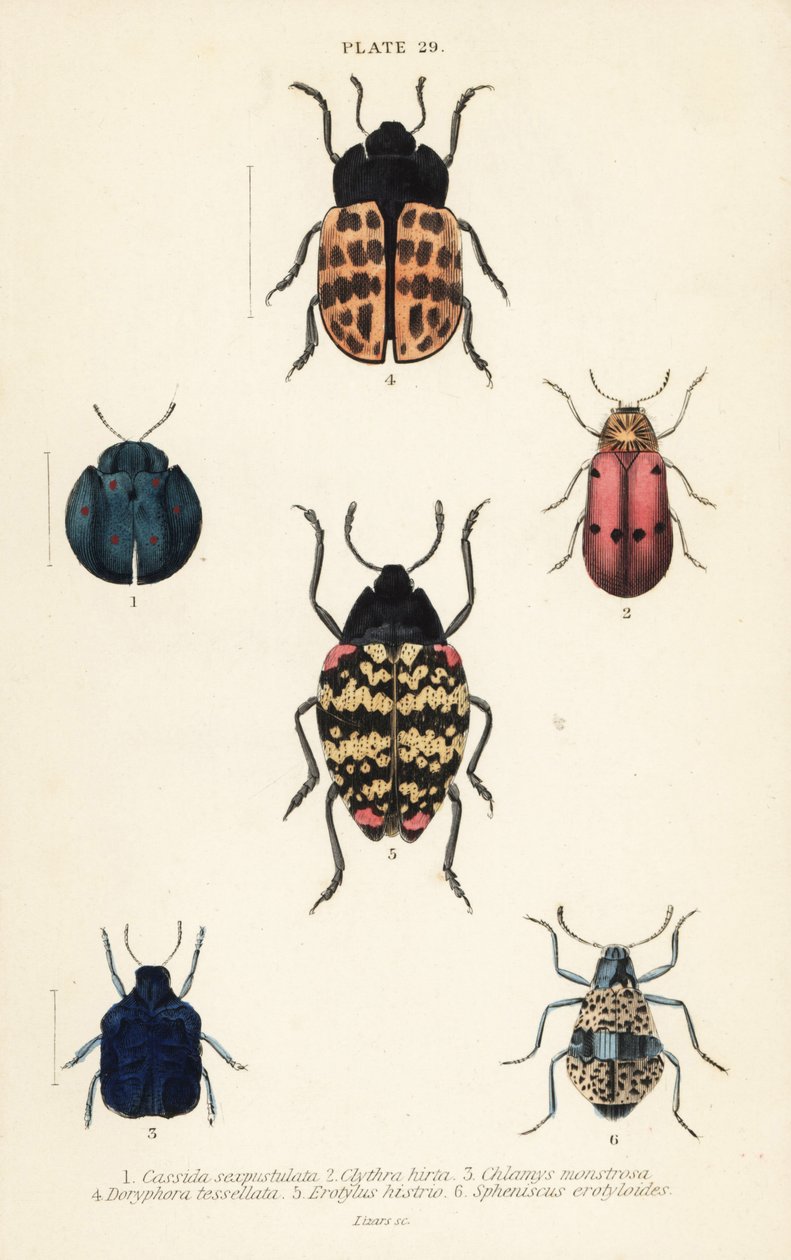 Bladbaggar: Cyrtonota sexpustulata 1, Lachnaia hirta 2, Chlamys monstrosa 3, Doryphora tessellata 4, Erotylus actor 5 och Spheniscus erotyloides 6 av English School
