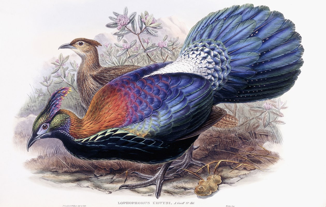 Lophophorus Lhuysii av English School