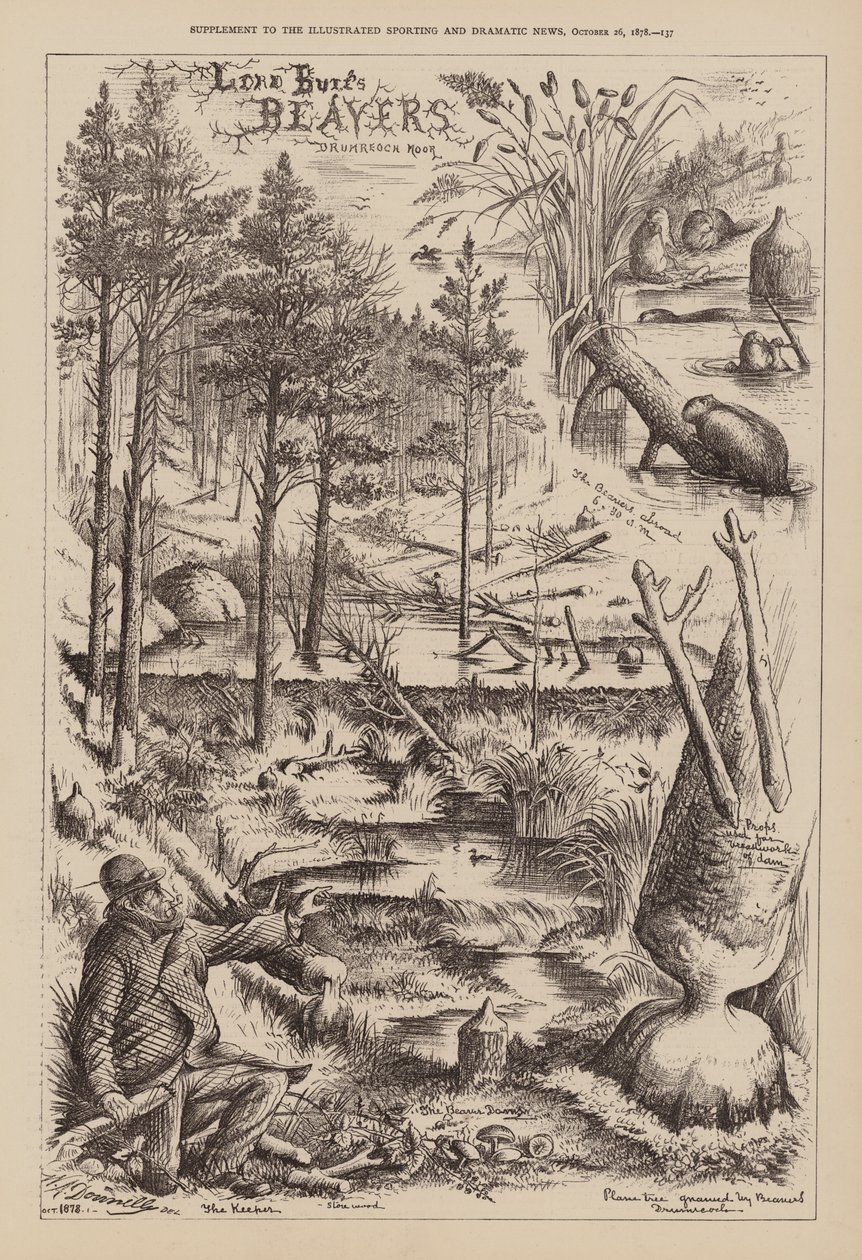Lord Bures bävrar, Drumreoch Moor (gravyr) av English School