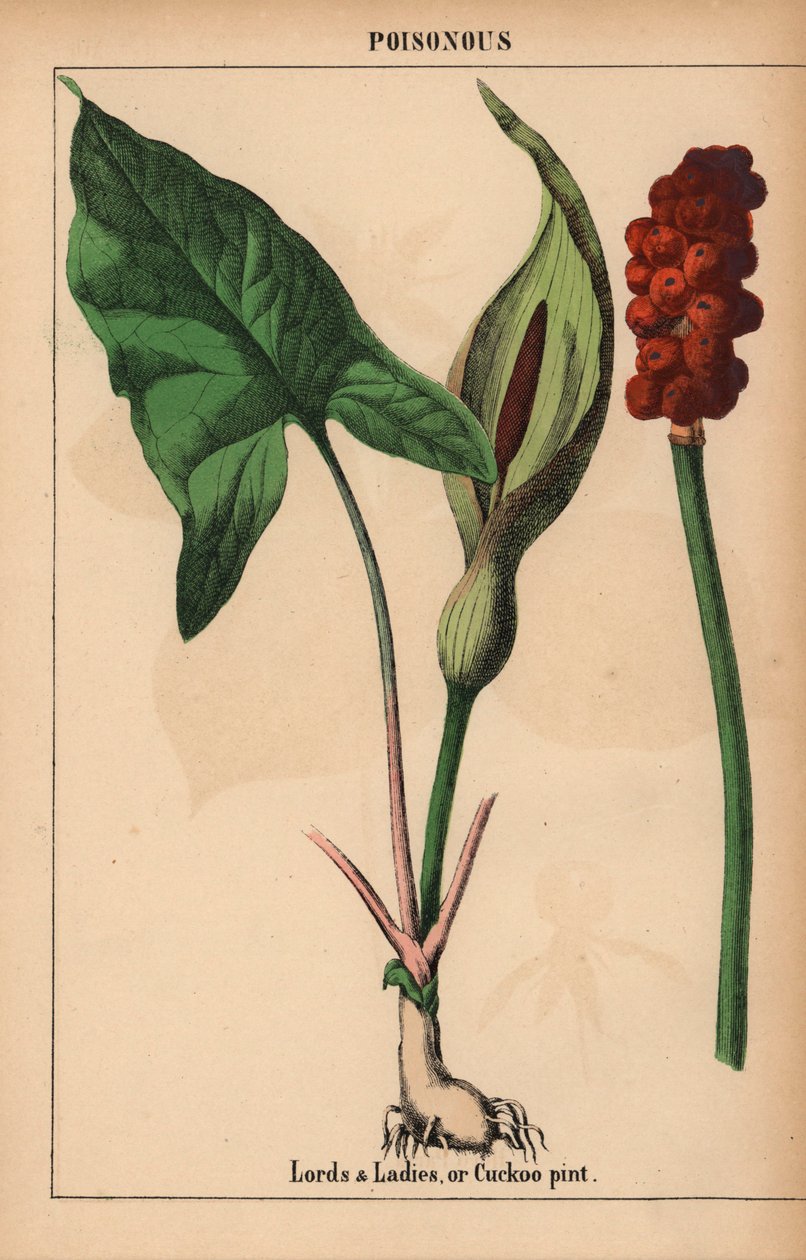 Herrar och damer, eller gökpint   , från "The Instructive Picturebook, or Lessons from the Vegetable World," [Charlotte Mary Yonge], Edinburgh av English School