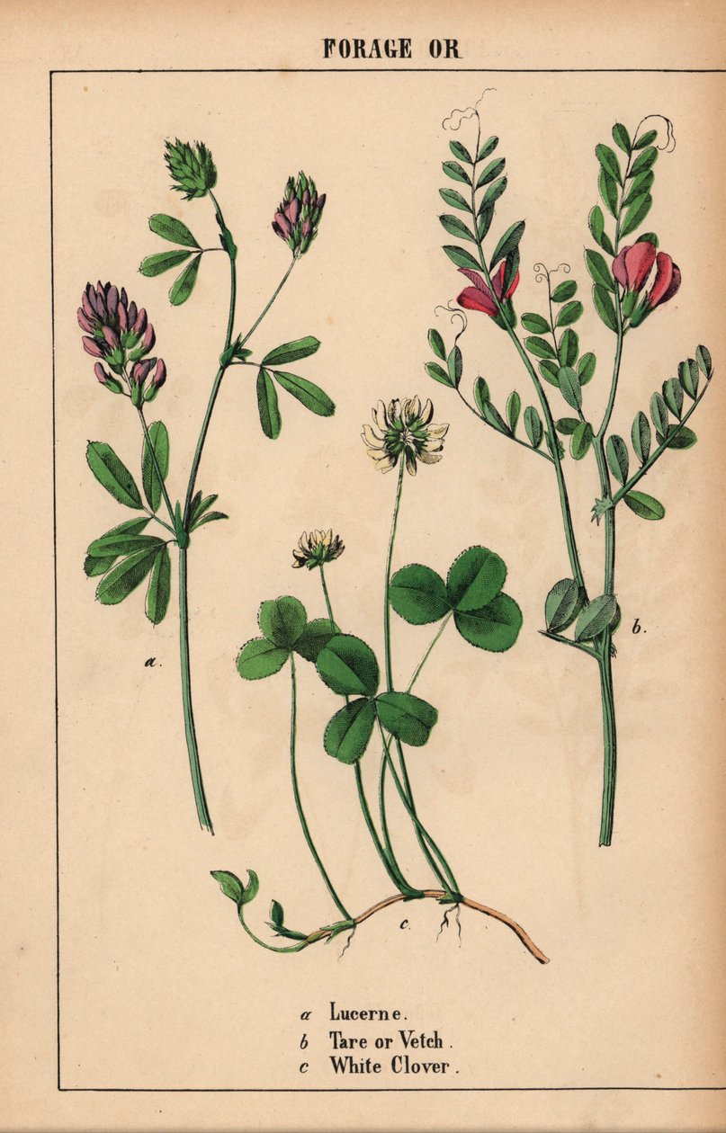 Lusern, tara eller vicker och vitklöver  , från "The Instructive Picturebook, or Lessons from the Vegetable World," [Charlotte Mary Yonge], Edinburgh av English School