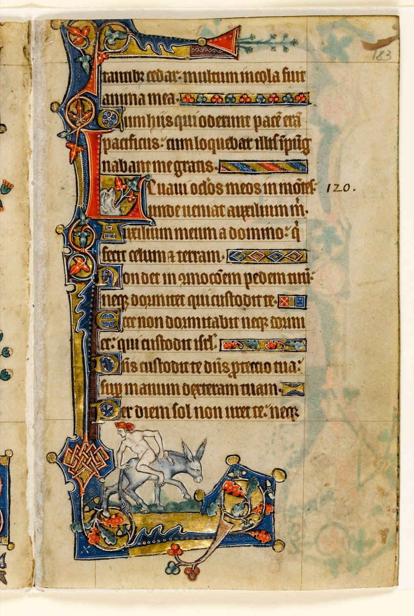 MS 1-2005, fol. 183r: A Man Riding Backwards, marginaldekoration från Macclesfield Psalter, Use of Sarum, East Anglia, ca 1330 av English School