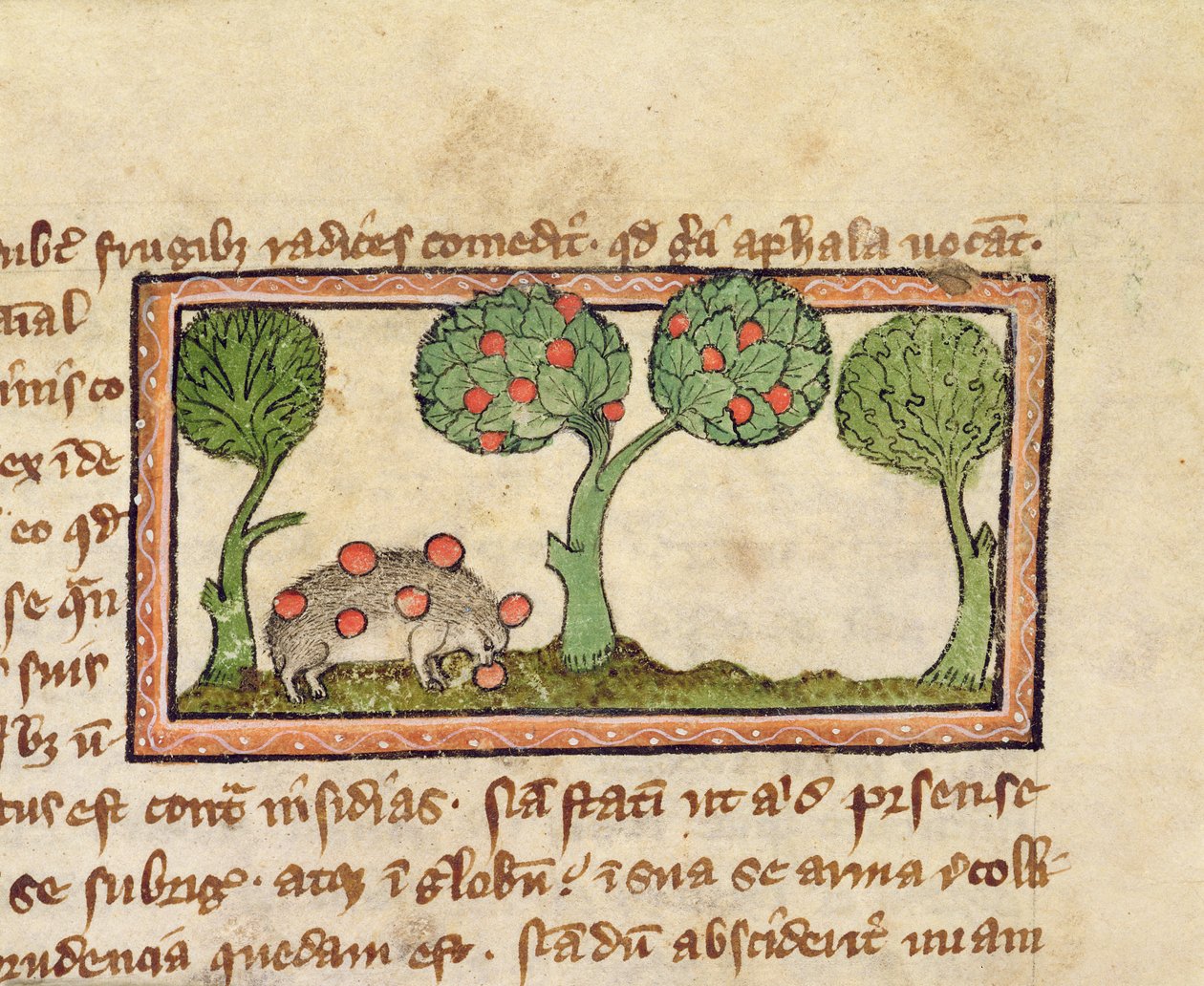 MS 379 f.13r En igelkott som plockar äpplen, detalj ur en Bestiary, engelska av English School