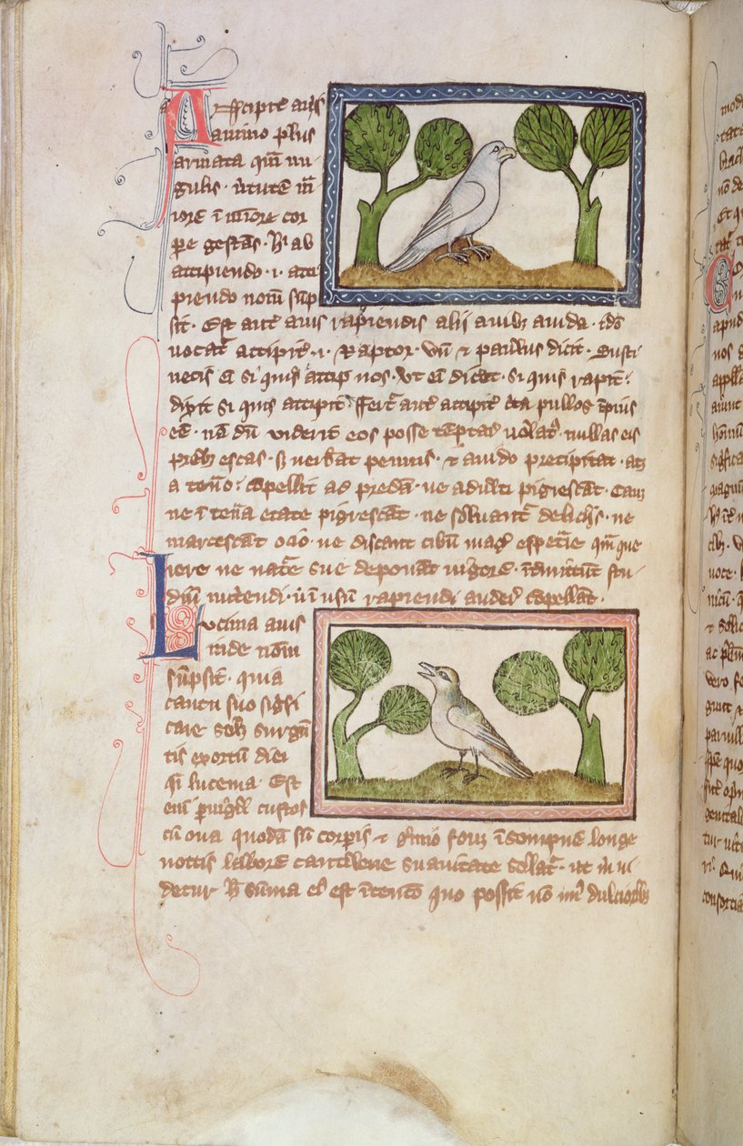 MS 379 f.22v Textsida med en vit hök och en näktergal, från en Bestiarium (pergament) av English School