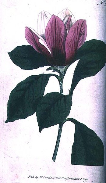 Magnolia (Magnolia purpurea), tallrik 390 från William Curtis 