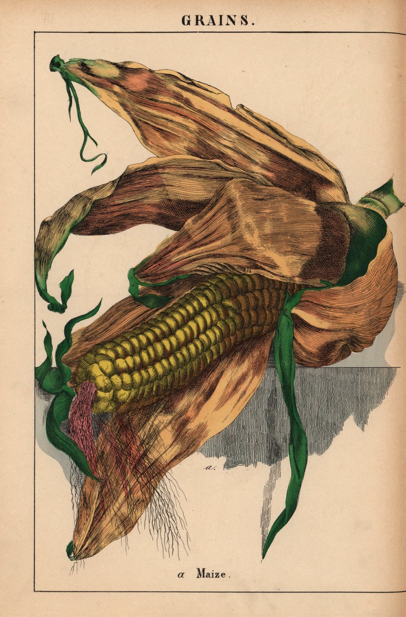 Majs, majs eller sockermajs  , från "The Instructive Picturebook, or Lessons from the Vegetable World," [Charlotte Mary Yonge], Edinburgh av English School