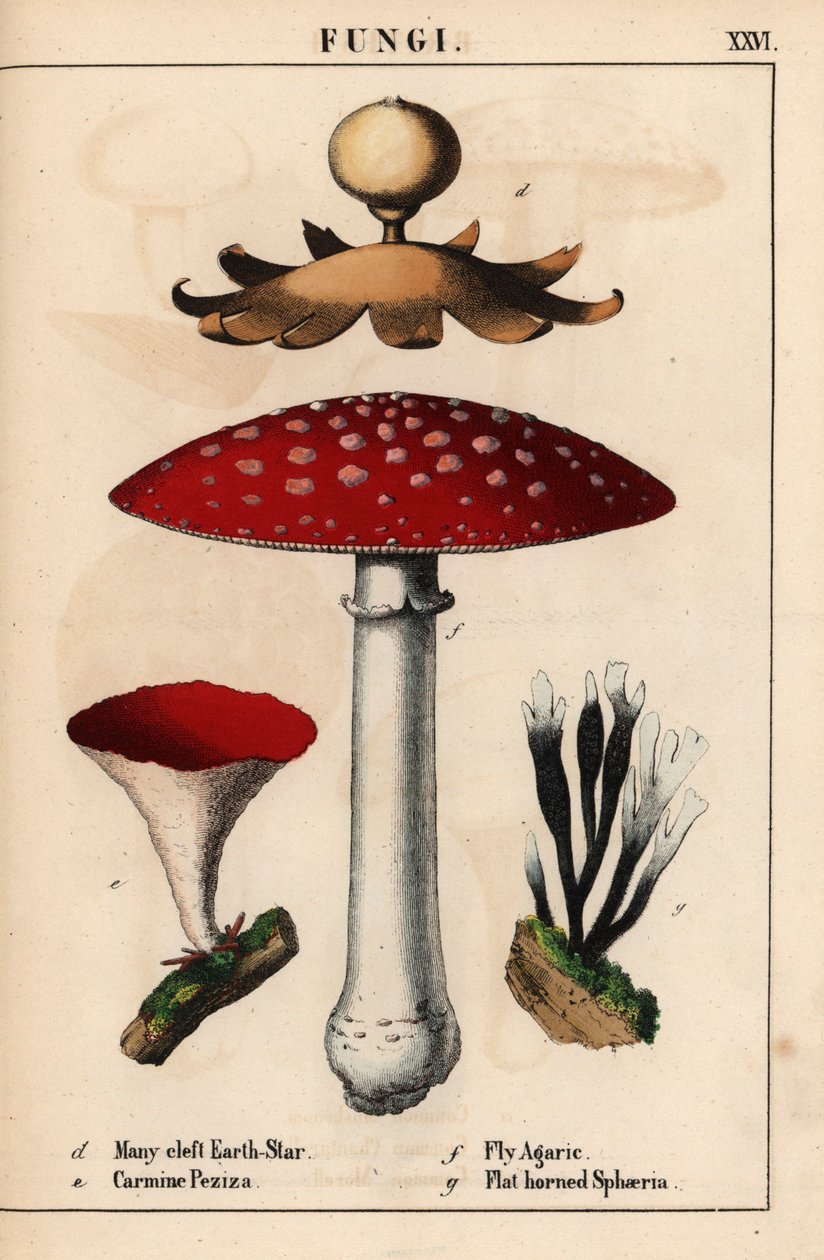 Jordstjärna med många klyftor, Geastrum, karmin Peziza, flugsvamp Amanita muscaria och platthornssvampar.   , från "The Instructive Picturebook, or Lessons from the Vegetable World," [Charlotte Mary Yonge], Edinburgh av English School