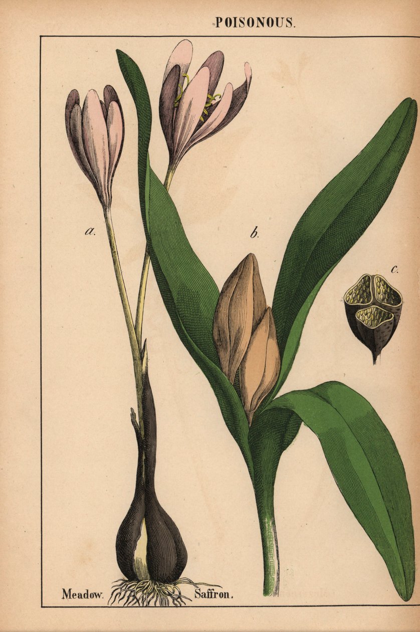 Ängssaffran med lila blomma  , från "The Instructive Picturebook, or Lessons from the Vegetable World," [Charlotte Mary Yonge], Edinburgh av English School