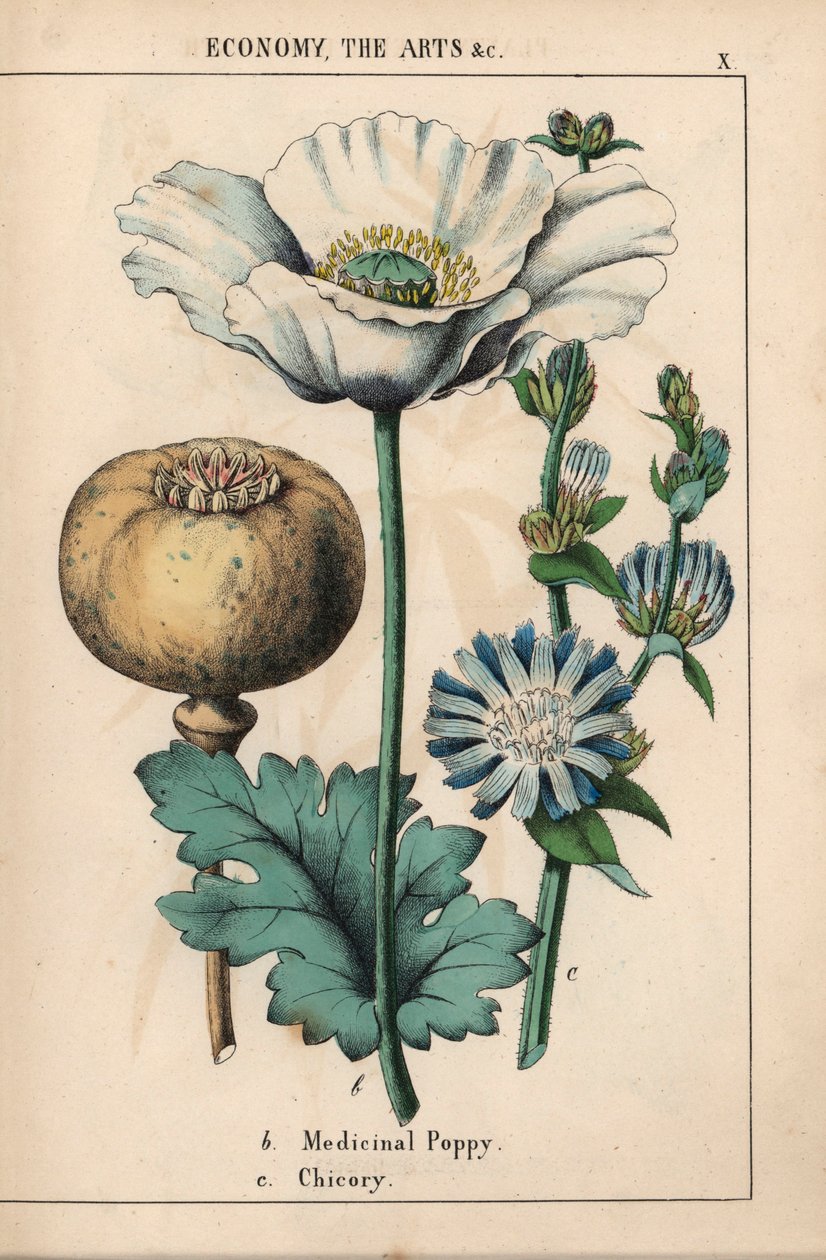 Medicinsk vallmo med vit blomma och mogen kapsel, och blå cikoriablomma, från "The Instructive Picturebook, or Lessons from the Vegetable World," [Charlotte Mary Yonge], Edinburgh av English School