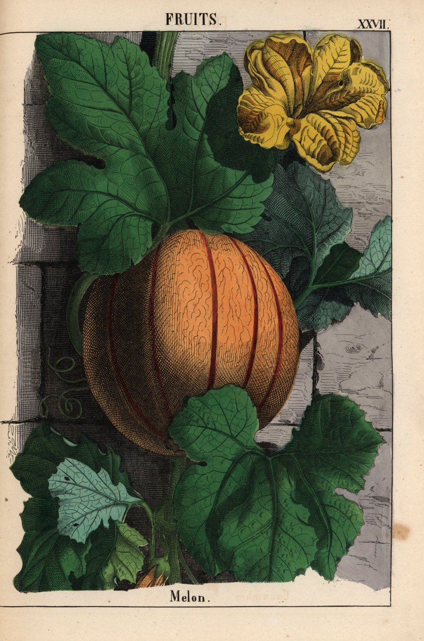 Melon, med mogen orange frukt, gul blomma och stora mörkgröna blad Cucumis melo   , från "The Instructive Picturebook, or Lessons from the Vegetable World," [Charlotte Mary Yonge], Edinburgh av English School