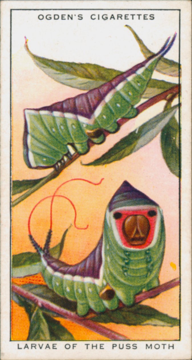 Mimicry for Protection, Insects, Larva of the Puss Moth (färglitografi) av English School