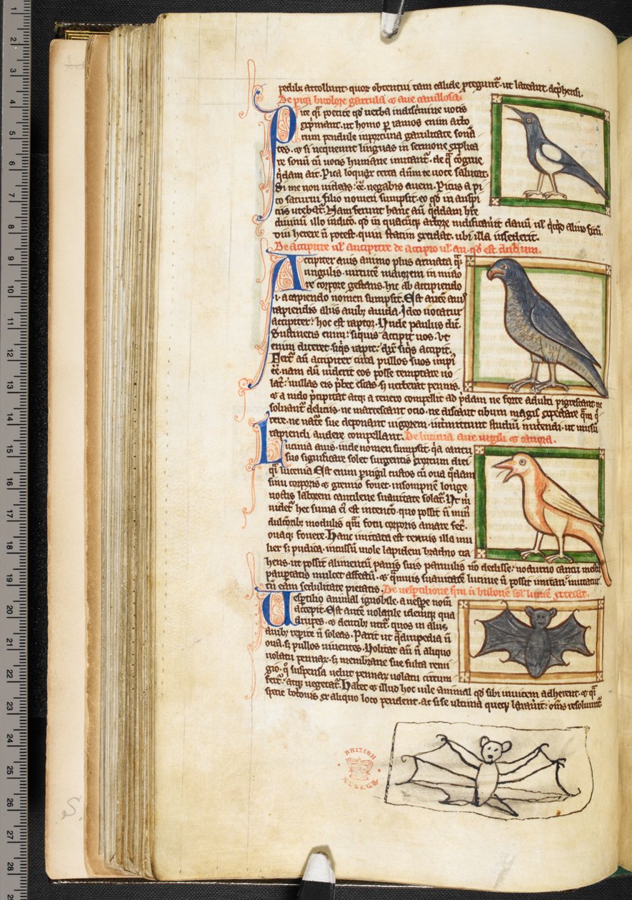 Miniatyrer av fåglar, och marginalteckning av en fladdermus, från teologiskt diverse, inklusive Summa de vitiis, Harley 3244, f.55v, c.1236-50 (vellum) av English School
