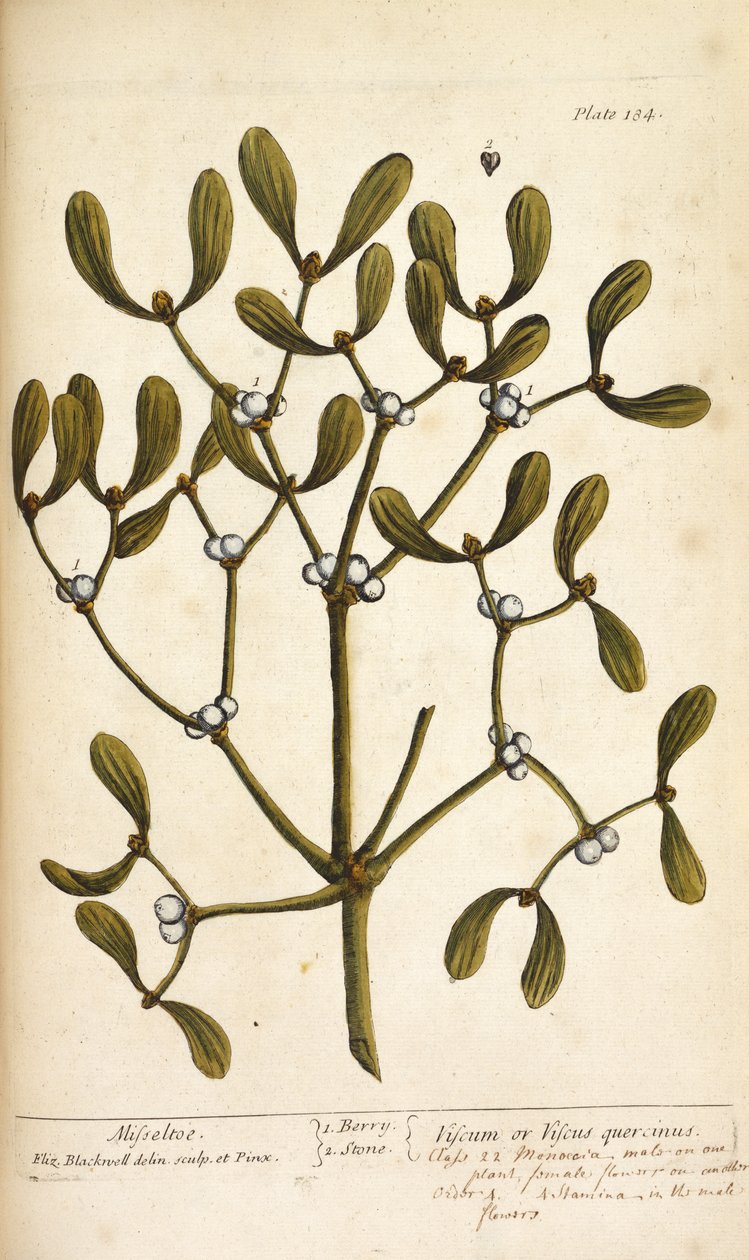 Mistel, från "A Curious Herbal..." av Elizabeth Blackwell av English School