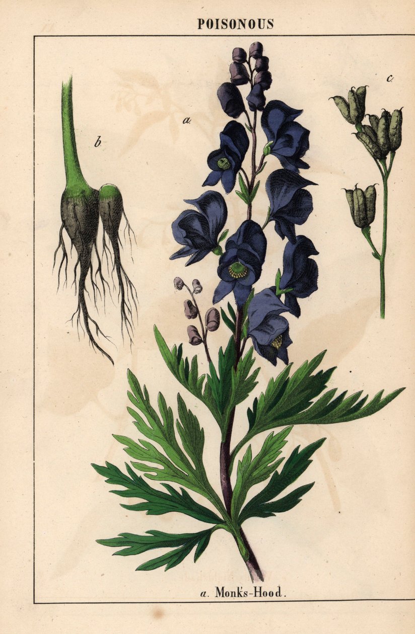 Munkhuva med blå blommor   , från "The Instructive Picturebook, or Lessons from the Vegetable World," [Charlotte Mary Yonge], Edinburgh av English School