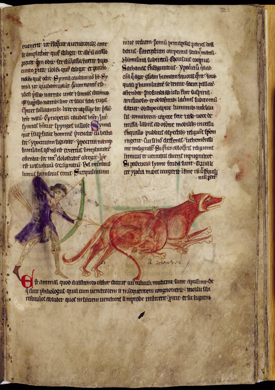 Ms 254, f.19r: Huntsman som riktar en pil mot två bävrar, från ett Bestiary, tidigt 1200-tal (pergament) av English School