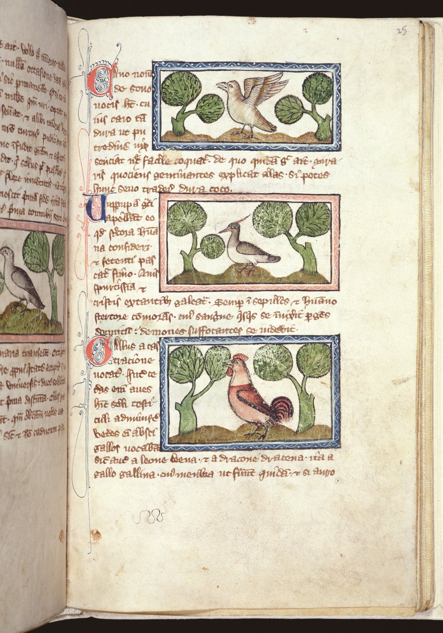 Ms 379, f.25r: Tre fåglar på marken, från ett Bestiary, tidigt 1300-tal (pergament) av English School