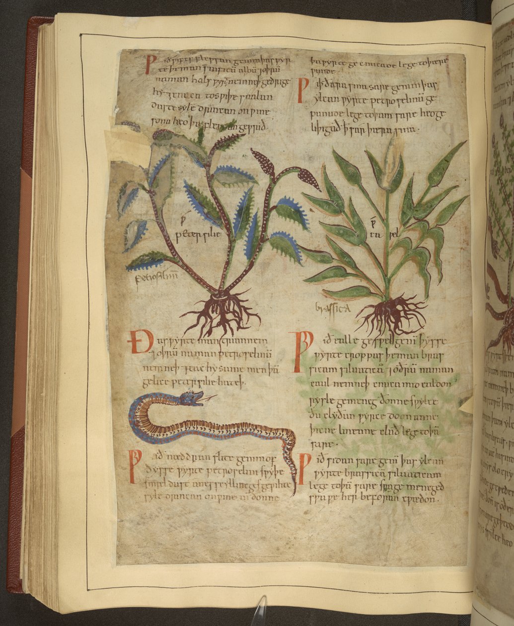 Ms. Cotton Vitellius C.III fol.56v Illustrationer av Petersilie, Cawel och en orm, från en fornengelsk örtväxt ursprungligen av Apuleius (123-80AD), tidigt 1000-tal (vellum) av English School