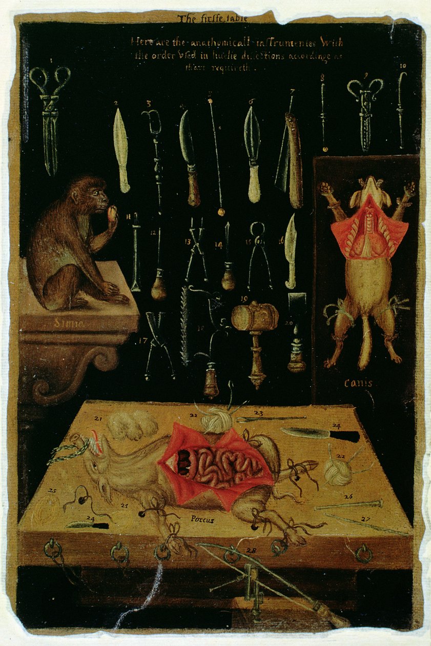 Ms Hunter 364 Tabell I Dissektionsinstrument, från Anatomical Tables, av John Banister (1540-1610) (olja på brunt papper) av English School