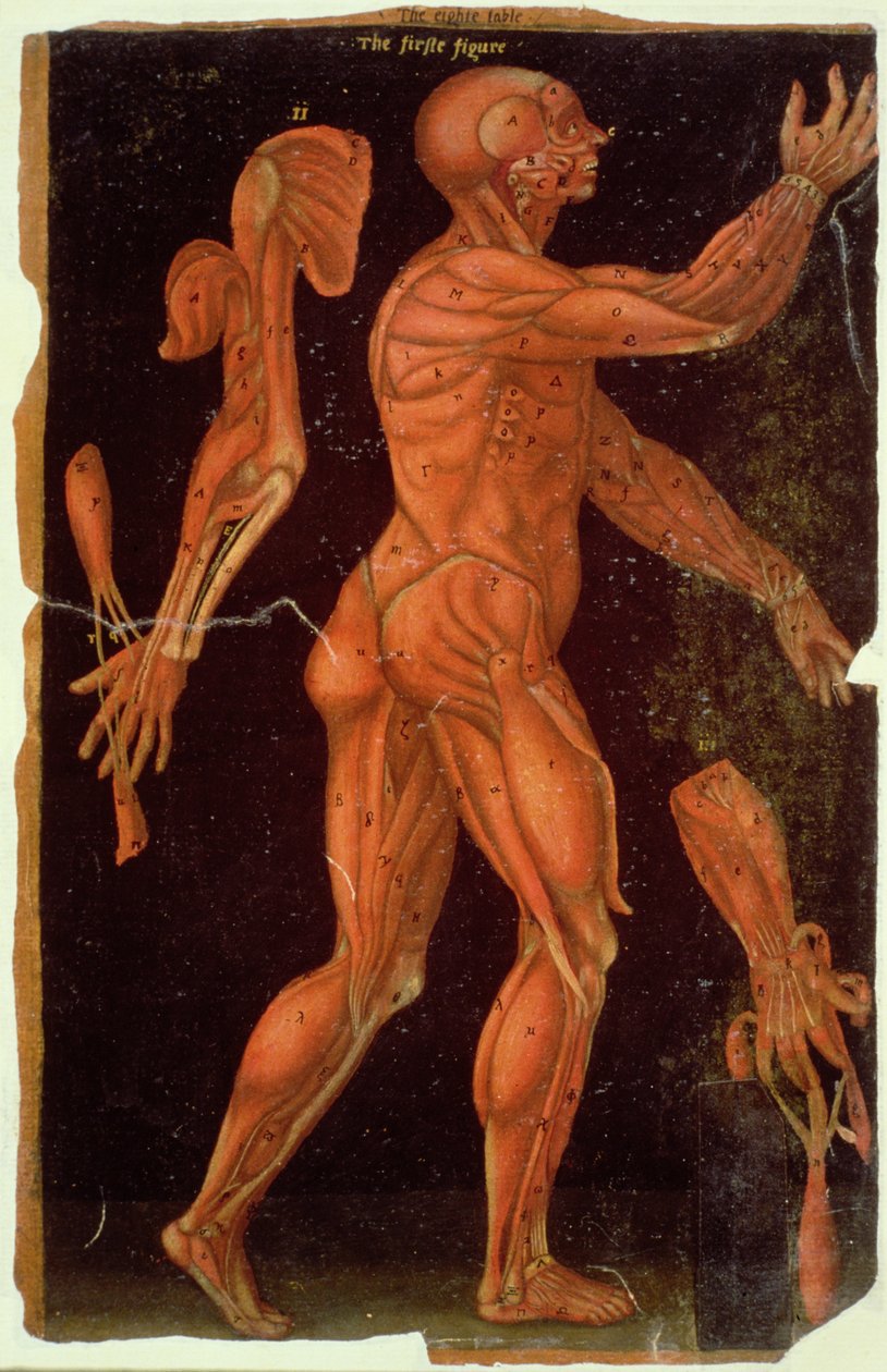 Ms Hunter 364 Tabell VIII Dissektion, från Anatomical Tables, av John Banister (1540-1610) (olja på brunt papper) av English School