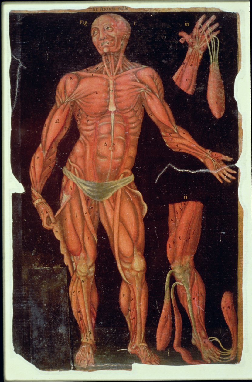 Ms Hunter 364 Tabell VII Dissektion, från Anatomical Tables, av John Banister (1540-1610) (olja på brunt papper) av English School