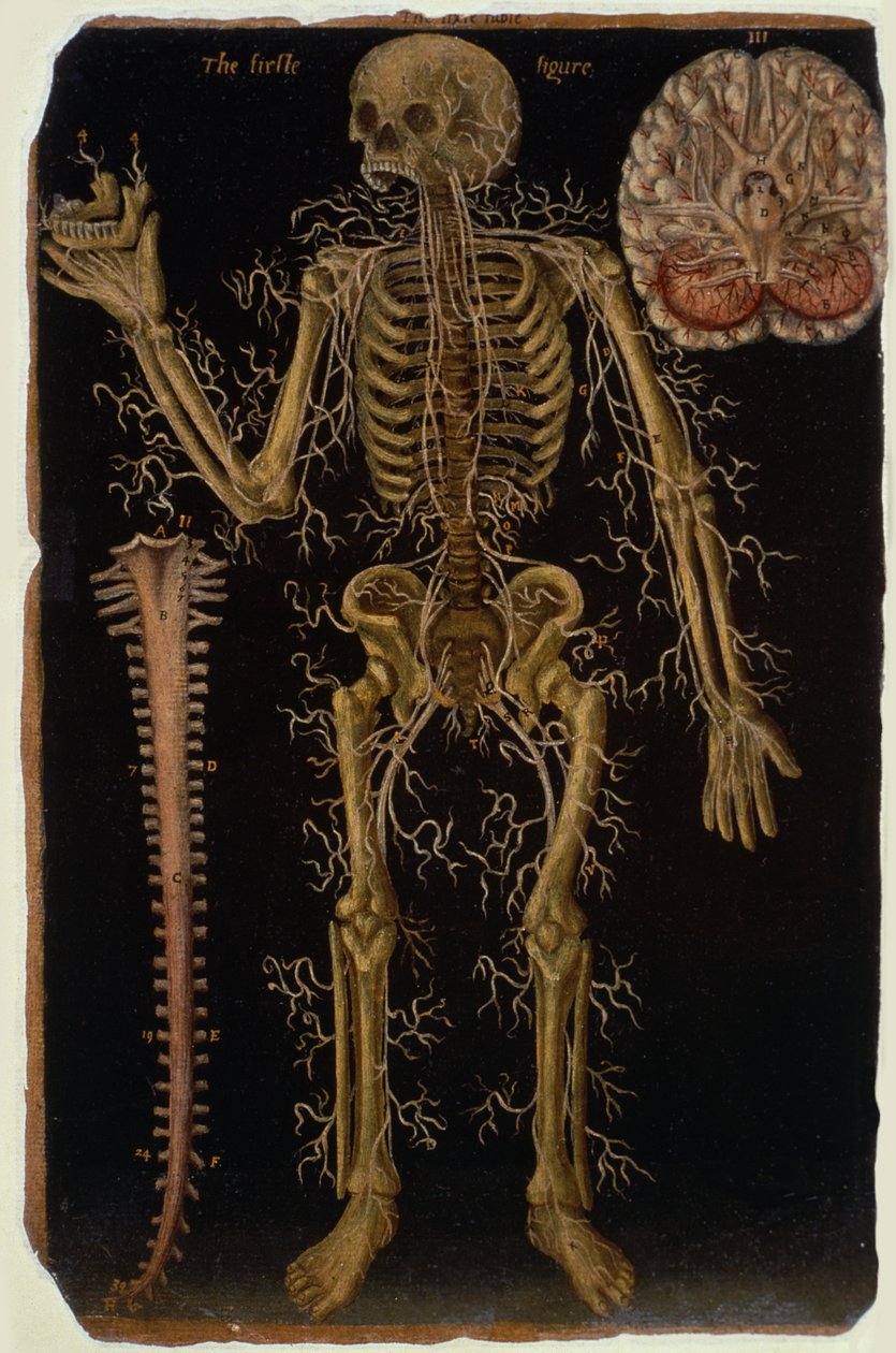 Ms Hunter 364 Tabell VI Dissektion, från Anatomical Tables, av John Banister (1540-1610) (olja på brunt papper) av English School