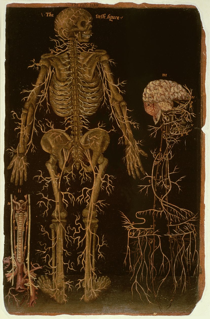 Ms Hunter 364 Tabell V Dissection, från Anatomical Tables, av John Banister (1540-1610) (olja på brunt papper) av English School