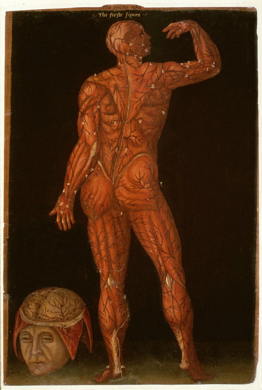 Ms Hunter 364 Table X Dissection, från Anatomical Tables, av John Banister (1540-1610) (olja på brunt papper) av English School