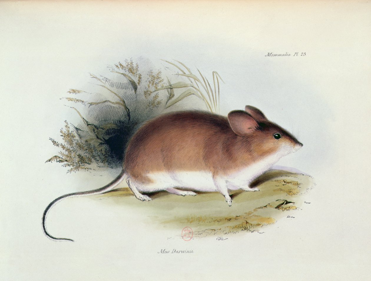 Mus Darwinii, illustration från The Zoology of the Voyage of H.M.S. Beagle, 1832-36, av Charles Darwin (1809-92), 1840 av English School