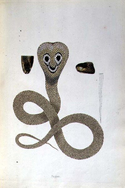 Nagoo Snake från "An Account of Indian Serpents collected from the Coast of Coromandel" av Patrick Russell, London av English School
