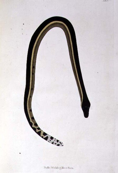 Nalla Wahlagillee Pam Snake från "An Account of Indian Serpents collected from the Coast of Coromandel" av Patrick Russell, London av English School