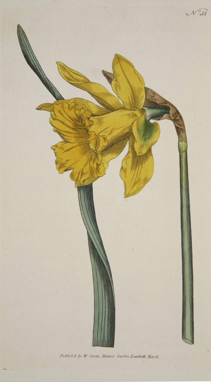 Narcissus Major (Stor påsklilja), från The Botanical Magazine eller Flower Garden Displayed, pub. 1793 (handfärgad gravyr) av English School