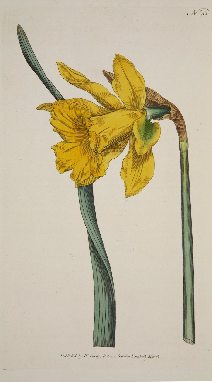 Narcissus Major Stor påsklilja, pub. 1793 handfärgad gravyr. av English School